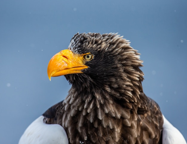 L'aquila di mare di Steller in natura