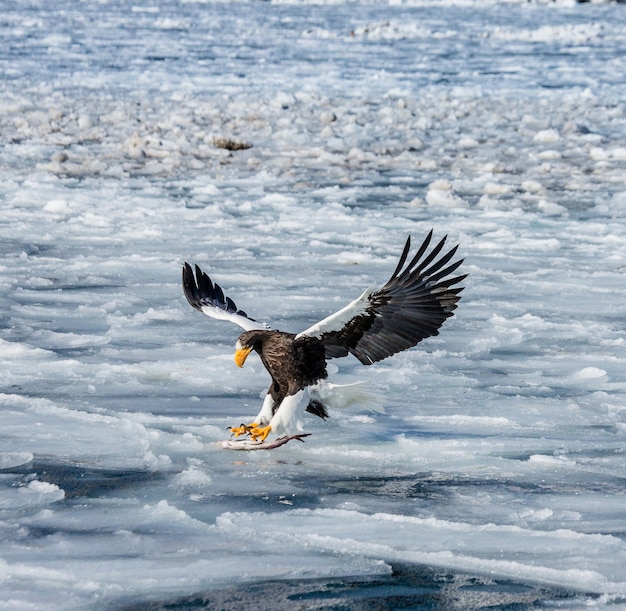 L'aquila di mare di Steller in volo con la preda sul mare ghiacciato. Giappone. Hakkaydo. Penisola di Shiretoko. Parco nazionale di Shiretoko.