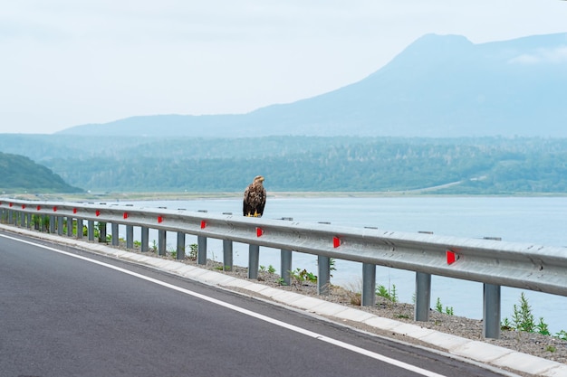 L'aquila di mare grigia si trova su una barriera stradale sul bordo di un'autostrada costiera sullo sfondo di una baia nebbiosa Isola di Kunashir