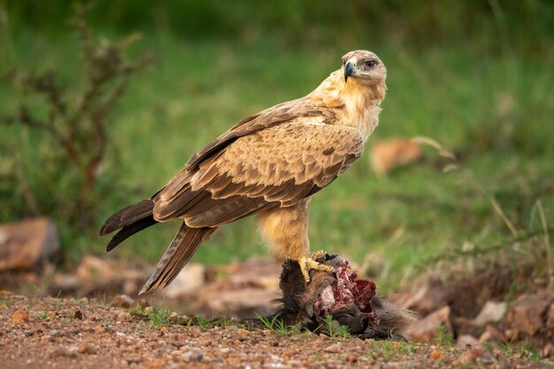 L'aquila Tawny si posa sulla preda e si guarda intorno.