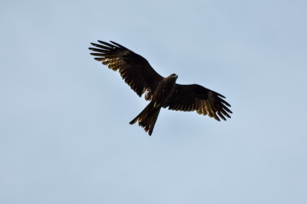 L'aquila vola nel cielo azzurro