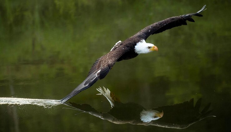 L'aquila vola sul fiume