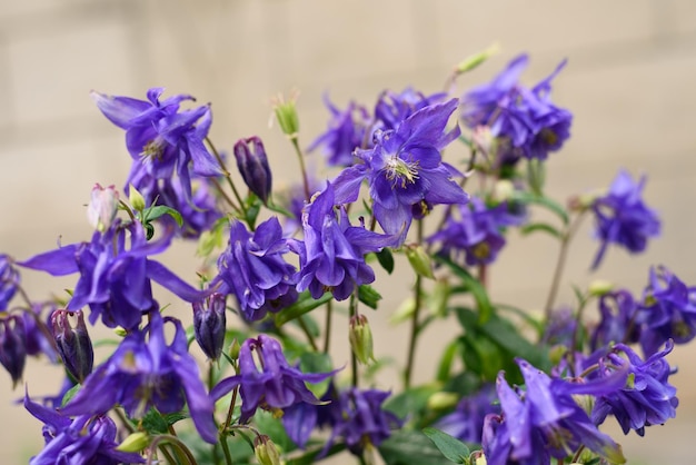 L'aquilegia viola fiorisce nel giardino in estate