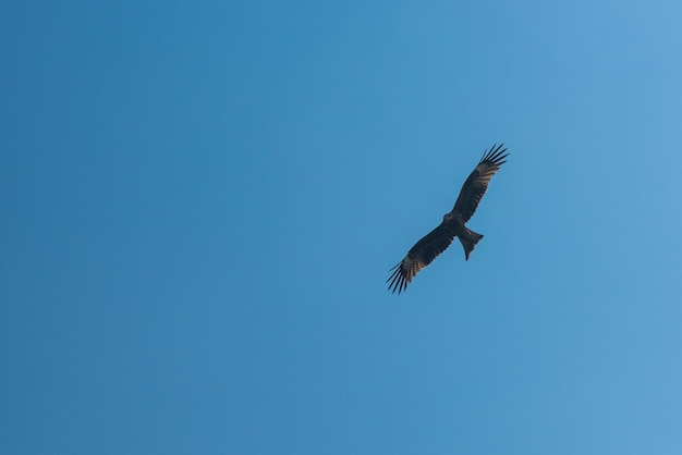 L'aquilone nero milvus migrans vola nel cielo blu