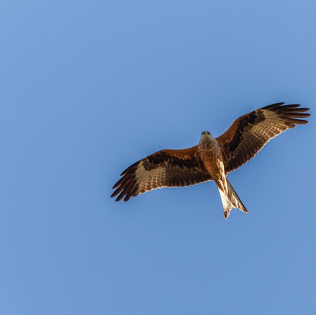 L'aquilone rosso che vola nel cielo blu L'acufo rosso Milvus milvus che vola nei Pirenei spagnoli