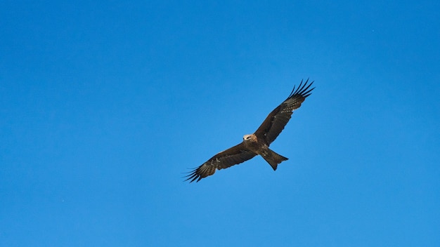 L'aquilone vola attraverso il cielo nuvoloso. Tomsk. Russia.