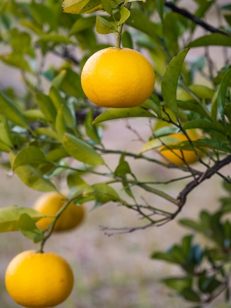 L'arancia è un frutto ricco di vitamine.