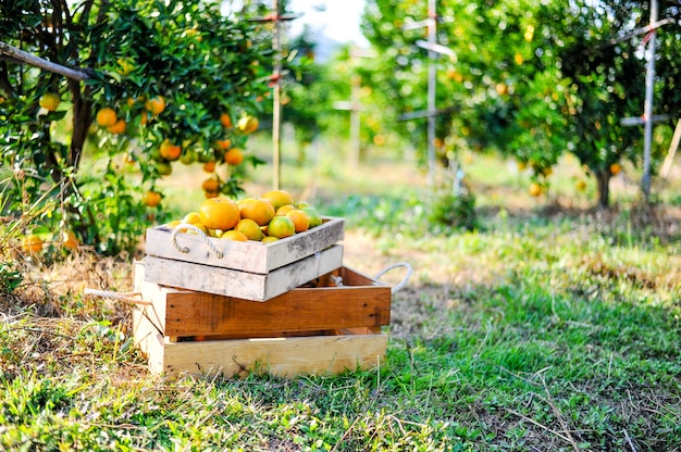 L&#39;arancione nella scatola non viene memorizzato. E arancione nel giardino degli agrumi, pronto per essere rilasciato