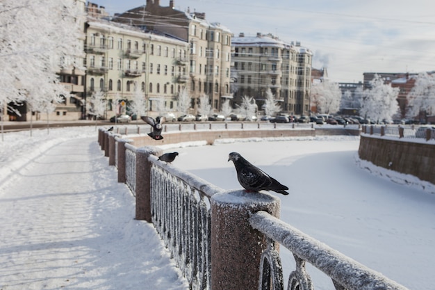 L'argine del canale della città coperto di neve con uccelli congelati seduti su di esso, rami di alberi nel gelo