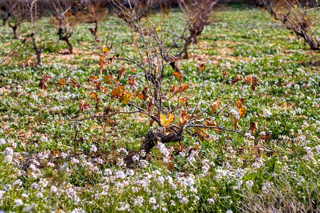 L'arrivo dell'autunno nei vigneti Concetto di vino