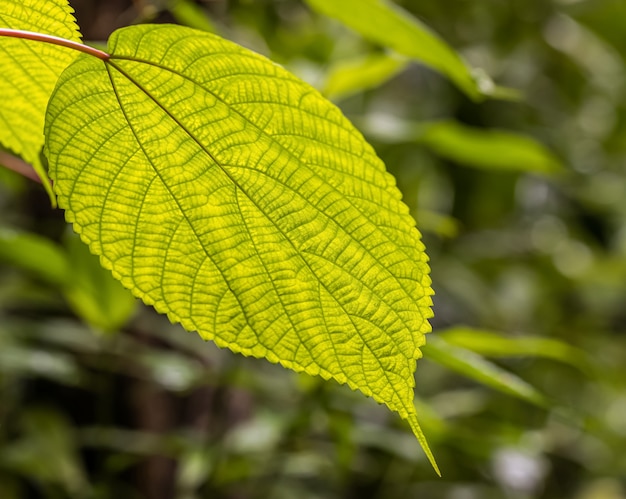 L'arte della foglia verde