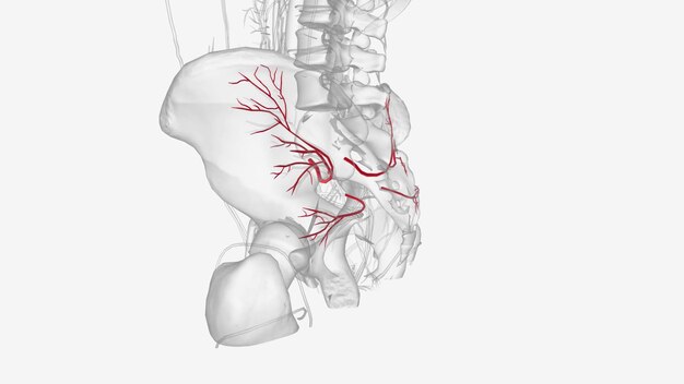 L'arteria gluteale inferiore è un ramo terminale dell'arteria iliaca interna che fornisce le regioni gluteale e della coscia