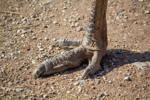 L'artiglio di un uccello è mostrato a terra.