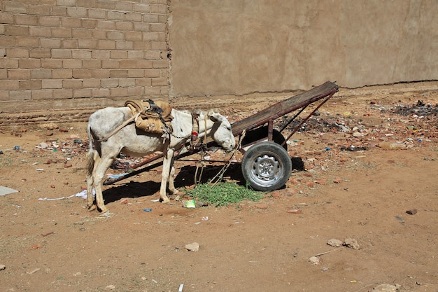 L'asino in Karma, Sudan, Africa