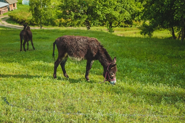 L'asino pascola nella fattoria. Messa a fuoco selettiva.