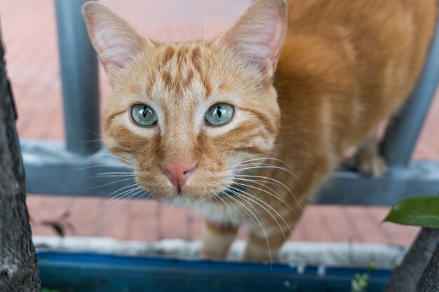 L&#39;aspetto di un gatto