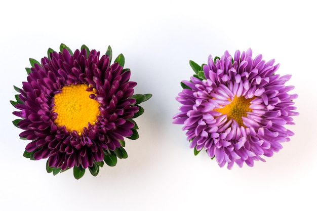 L'aster lilla e bordeaux fiorisce il primo piano su una fotografia macro di sfondo bianco