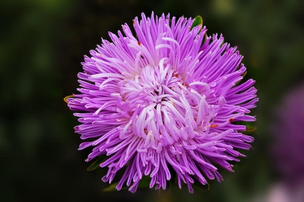 L'aster viola incontra l'alba nel parco cittadino Fiore di Aster su uno sfondo isolato