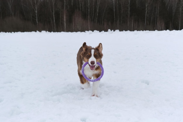 L'australiano corre rapidamente in avanti con l'anello giocattolo blu nei denti e nelle orecchie sollevate Divertente giovane cane irsuto purosangue Australian Shepherd cucciolo tricolore rosso sulla passeggiata nel parco invernale innevato