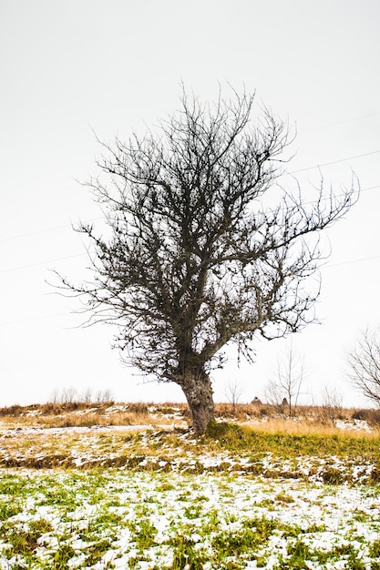 L'autunno e l'inverno si incontrano sui campi. Albero solitario nei campi