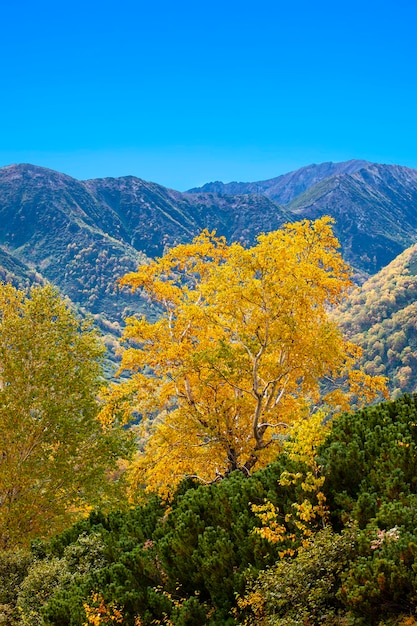 L'autunno in montagna. Bella vista autunnale della penisola di Kamchatka