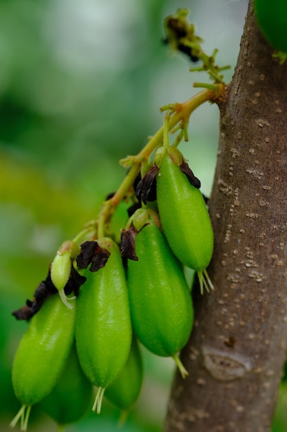 L'Averrhoa bilimbi è un albero da frutto del genere Averrhoa, famiglia delle Oxalidaceae. assaggiare la frutta acida