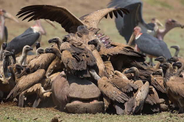 L'avvoltoio a schiena bianca Gyps africanus affollato sulla carcassa di ippopotamo Hippopotamus amphibius Marabou Stork Leptoptilos crumeniferus sullo sfondo