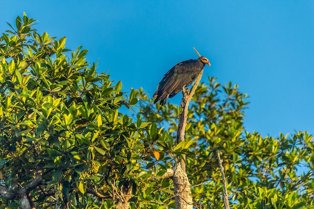 L'avvoltoio si trova in cima a un albero nella giungla