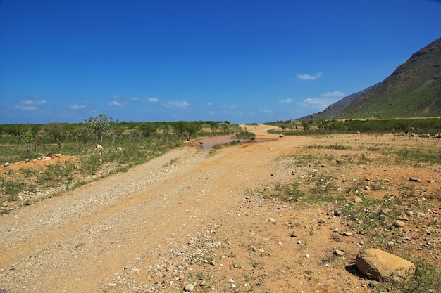 L'avvoltoio sulla costa dell'Oceano Indiano isola di Socotra Yemen