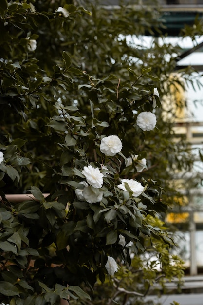 L'azalea bianca fiorisce in una serra