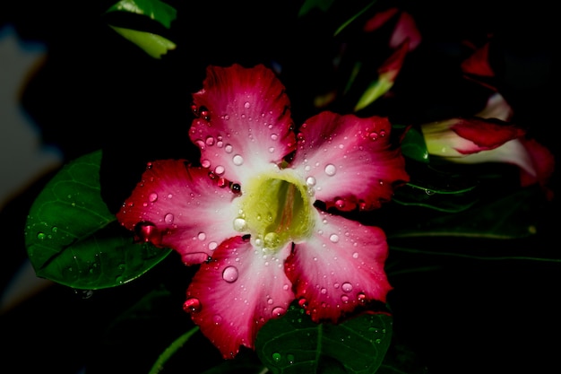 L'azalea fiorisce la notte la goccia scura dell'acqua