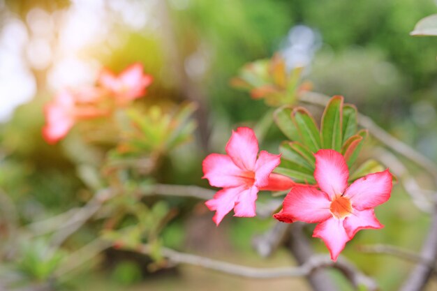 L&#39;azalea rosa fiorisce nel giardino dell&#39;estate con i raggi di luce solare.