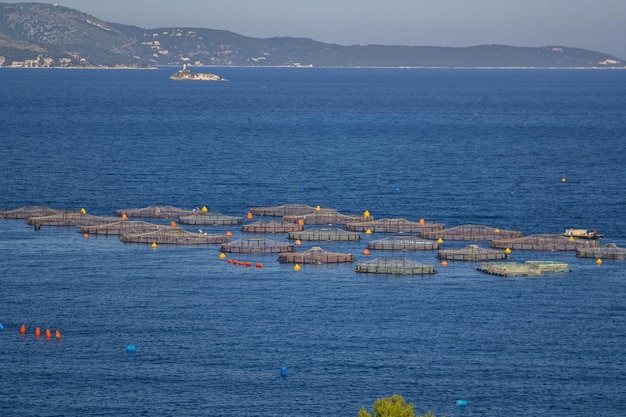 L'azienda agricola per la coltivazione dei molluschi Albania