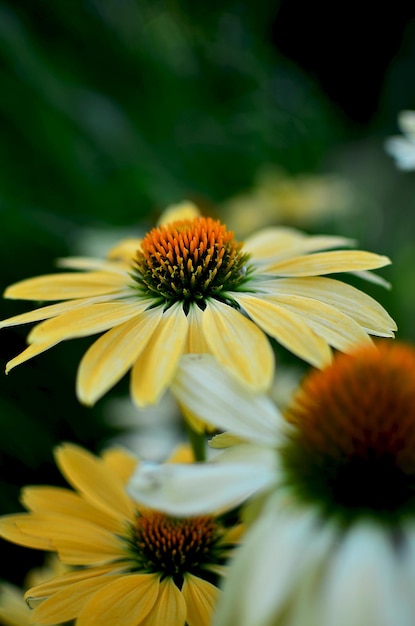 L'echinacea gialla fiorisce in estate in giardino