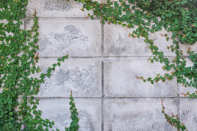 L'edera sul muro fatta di blocchi di mattoni come sfondo.