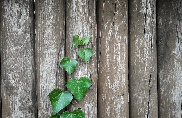L'edera verde si insinua su una staccionata di legno d'epoca, sfondo piacevole, carta da parati.