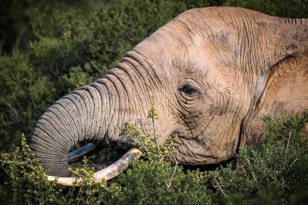 L'elefante africano che mangia nei cespugli si chiude sulla vista in Addo National Park, Sudafrica