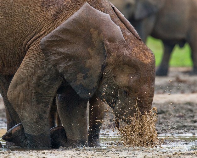 L'elefante della foresta sta bevendo l'acqua da una fonte d'acqua. Repubblica Centrafricana. Repubblica del Congo. Riserva Speciale Dzanga-Sangha.