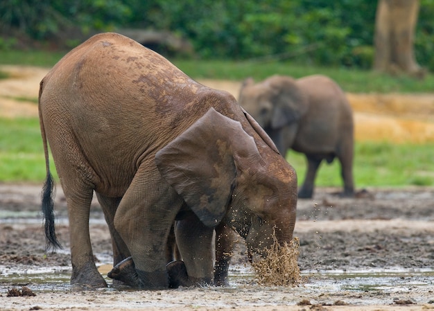 L'elefante della foresta sta bevendo l'acqua da una fonte d'acqua. Repubblica Centrafricana. Repubblica del Congo. Riserva Speciale Dzanga-Sangha.