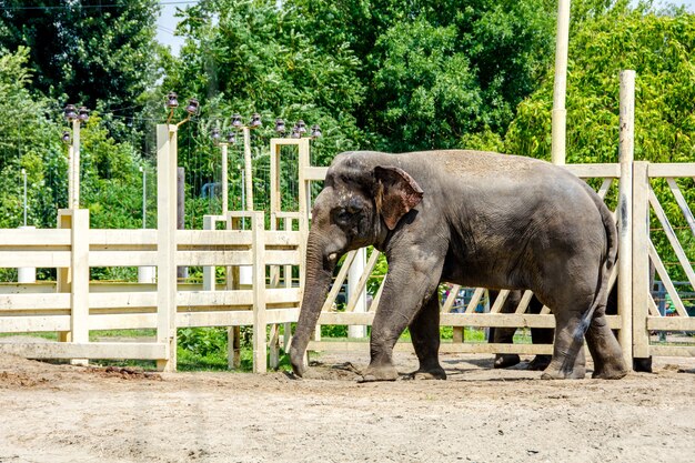 l'elefante indiano Elephas maximus indicus si trova da solo nella sua area espositiva allo zoo