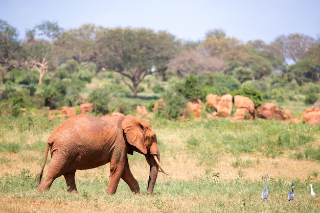 L'elefante rosso sta camminando nella savana del Kenya