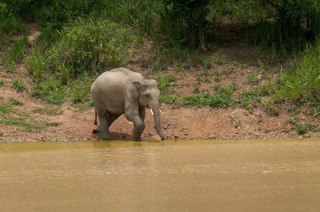 l&#39;elefante selvaggio gode dell&#39;acqua