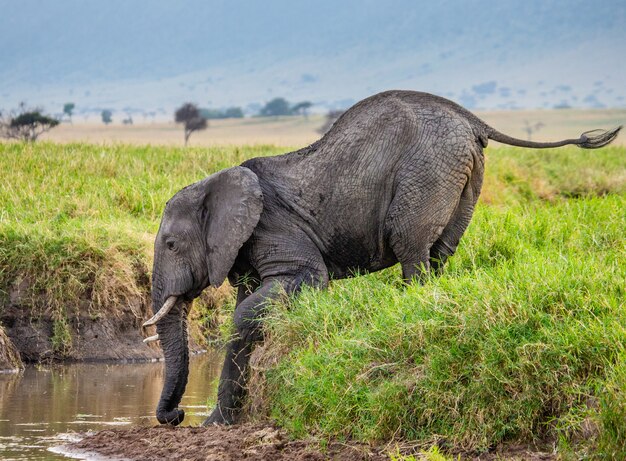 L'elefante sta bevendo l'acqua nella savana.