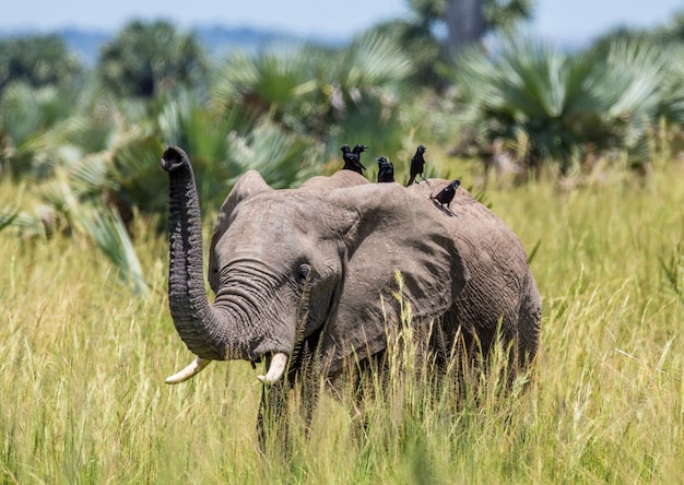 L'elefante sta camminando sull'erba con un uccello sul dorso nel Parco nazionale delle cascate di Merchinson