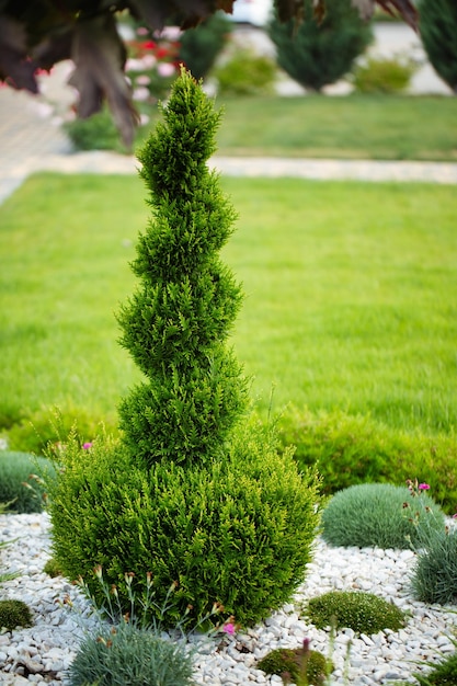 L'eleganza sempreverde cattura la bellezza delle palle di Thuja