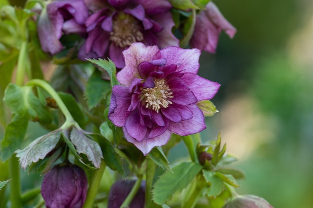 L'elleboro cresce nel giardino. Helleborus Double Hybrids Red Promise.