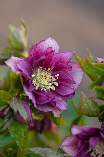 L'elleboro cresce nel giardino. Helleborus Prince Double Red.