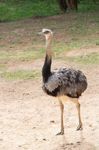 L'emù è una specie di uccello terrestre endemico dell'Australia