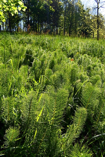 L'equiseto grande Equisetum telmateia È una pianta medicinale molto utilizzata