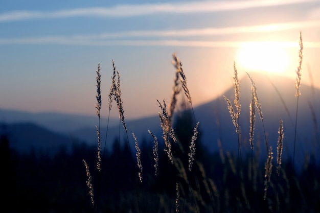 L'erba alla luce del sole del mattino